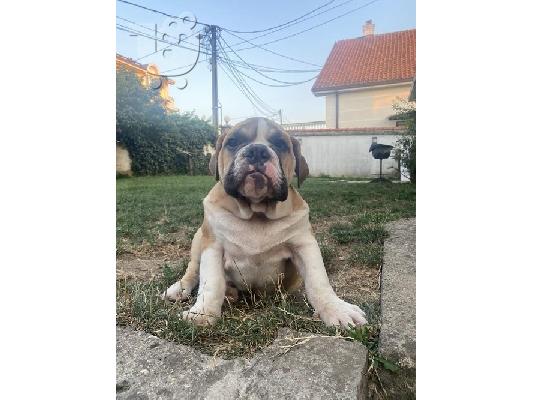 Aγγλικό μπουλντόγκ